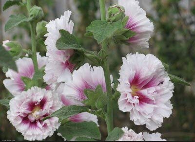 Plentree Samen Paket: Real Sementes Pr preiswerte neue Hausgarten Bonsai 20pcs / lot Malve Land Romantik Mix Alcea rosea Blüte: 6 von Plentree