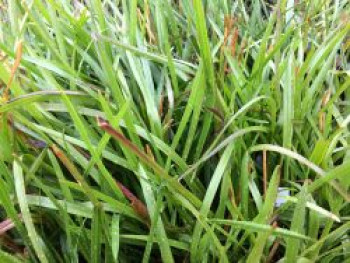 Wald-Rispengras, Poa chaixii, Topfware von Poa chaixii