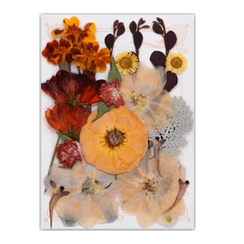 19/20/21/22PCS Pressed Blumenkunsthandwerksverzerrung Vorräte Für Handgefertigte Lesezeichen Kerzenschmuck Machen Scrapbooking Trockenblumensammlung von Pocoiau