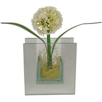 POCOline Vase klar Glas B/H/L: ca. 4x9x8,5 cm von Pocoline