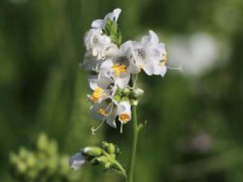 Jakobsleiter 'Album', Polemonium caeruleum 'Album', Topfware von Polemonium caeruleum 'Album'