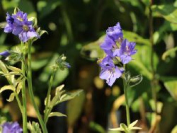 Jakobsleiter 'Brise d'Anjou', Polemonium caeruleum 'Brise d'Anjou', Topfware von Polemonium caeruleum 'Brise d'Anjou'