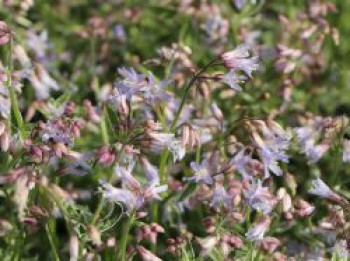 Jakobsleiter 'Touch of Class', Polemonium reptans 'Touch of Class', Topfware von Polemonium reptans 'Touch of Class'