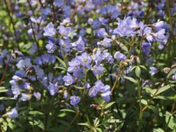 Kriechende Jakobsleiter, Polemonium reptans, Topfware von Polemonium reptans