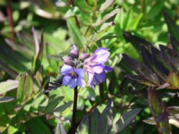 Jakobsleiter 'Bressingham Purple', Polemonium yezoense 'Bressingham Purple', Topfware von Polemonium yezoense 'Bressingham Purple'