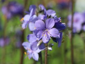 Jakobsleiter 'Purple Rain', Polemonium yezoense 'Purple Rain', Topfware von Polemonium yezoense 'Purple Rain'