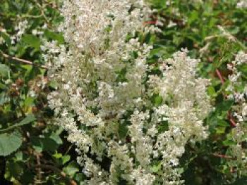 Knöterich / Schlingknöterich, 60-100 cm, Polygonum aubertii / Fallopia baldschuanica, Containerware von Polygonum aubertii / Fallopia baldschuanica