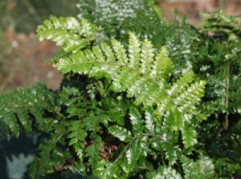 Japanischer Schildfarn, Polystichum polyblepharum, Containerware von Polystichum polyblepharum