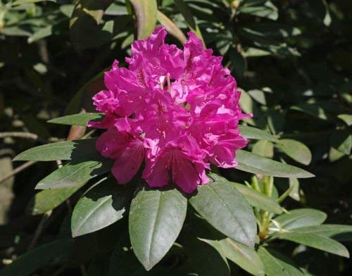 10 Stück lila Rhododendron-Blumensamen von Ponak
