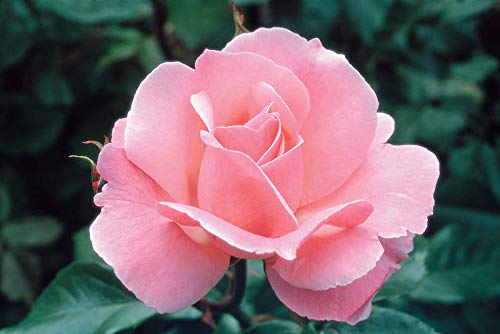 100 Stück Rosa David Austin Rose Blumensamen von Ponak