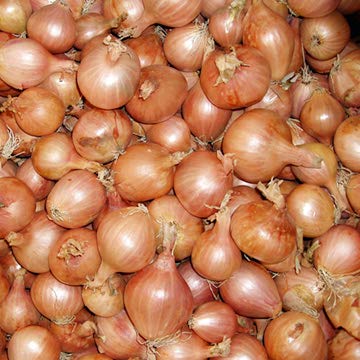 100 Stück braune Schalotten Gemüsesamen von Ponak