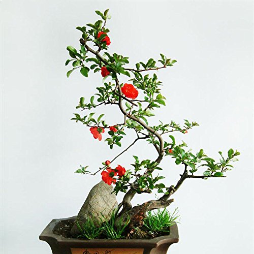 10PC seltene goldene Mini-Bonsai-Glyzinienbaum-Samen Zierpflanzen für den Innenbereich von Ponak