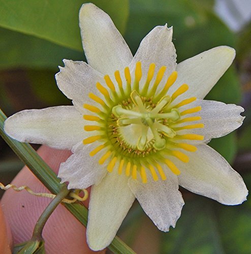 15 Stück weiße Passiflora biflora Blumensamen von Ponak