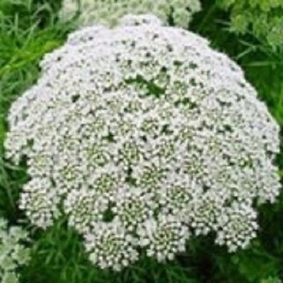 50 Stück weiße Anne's Blumensamen von Ponak