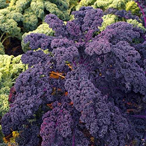 60 Stück Purple Scarlet Grünkohl Gemüsesamen von Ponak