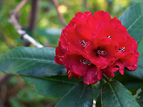 8 rote Rhododendron barbatum Blumensamen von Ponak