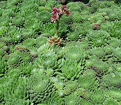 Fresh 100 Stück grüne Sempervivum-Pflanzensamen von Ponak