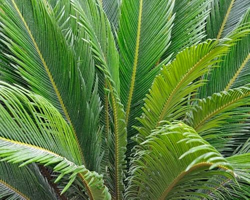 Neue Cycas Pflanzensamen 50St von Ponak