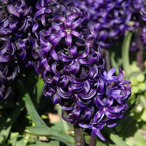Neue Hyazinthe Blumensamen 20 Stück Deep Blue von Ponak