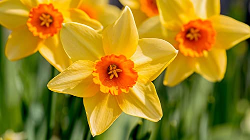 Neue e Narzissen-Blumensamen 100 Stück Gelb-Orange von Ponak
