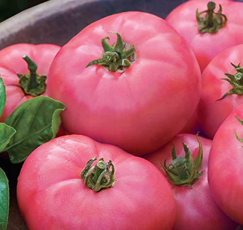 Neue frische 100 Stück rosa Tomatengemüsesamen von Ponak
