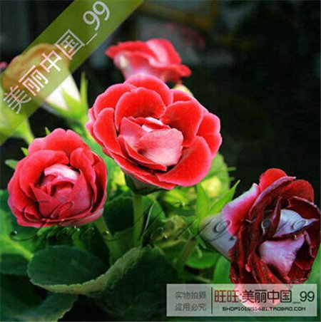 Neue frische 100 Stück rote Gloxinia-Blumensamen von Ponak