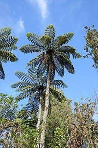 Neue frische 100 grüne Cyathea medullaris-Baumsamen von Ponak