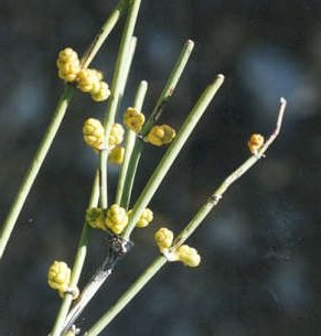 Neue frische 25 Stück gelbe Mormonen-Teepflanzensamen von Ponak