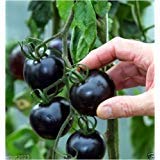 Neue frische 25 Stück schwarze Tomaten-Gemüsesamen von Ponak