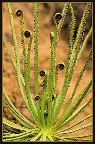 Neue frische 3 Stück grüne Drosophyllum-Pflanzensamen von Ponak