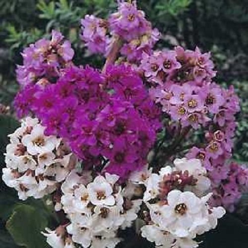 Neue frische 30 Stück gemischte BERGENIA-Blumensamen von Ponak