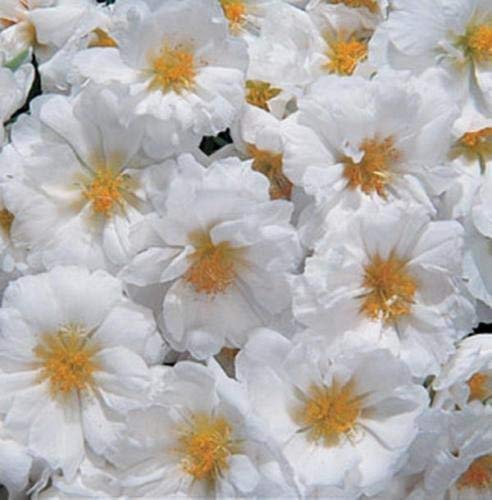 Neue frische 50 Stück weiße Moosrosen-Blumensamen von Ponak