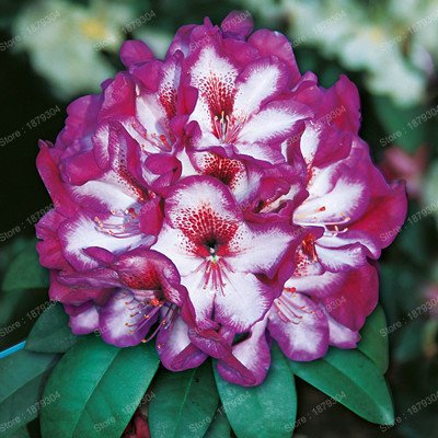 New Fersh 100 Stück Rosa Rhododendron Hans Blumensamen von Ponak