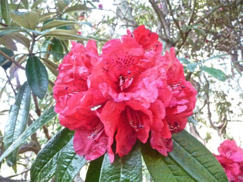 New Fresh 100 Stück rosa Rhododendron-Blumensamen von Ponak