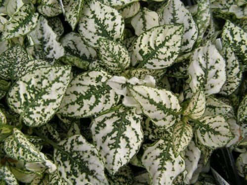New Fresh 25 Stück Weiß Grün HYPOESTES Polka Pflanzensamen von Ponak
