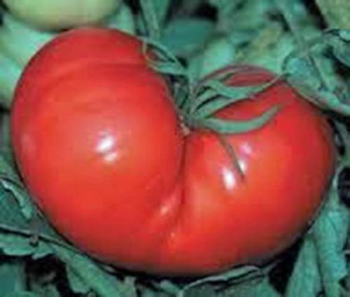 New Fresh 25 Stück rote Tomaten-Gemüsesamen von Ponak