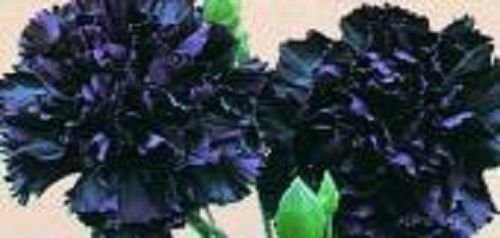 New Fresh 30 Stück schwarze Nelken-Blumensamen von Ponak