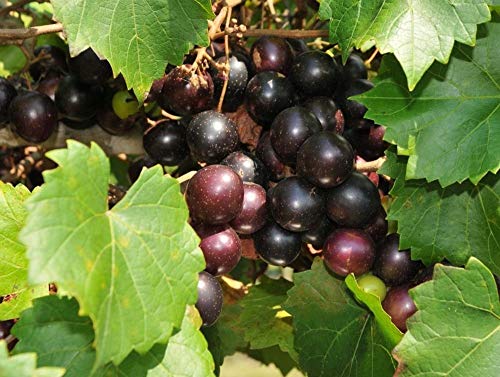 New Fresh 5 Stück schwarze Traubenfruchtsamen von Ponak