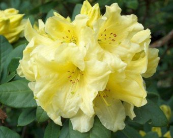 New Fresh 8 Stück gelbe Rhododendron campylocarpum Blumensamen von Ponak