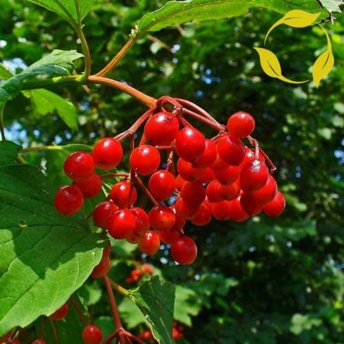 Ponak 10 Stück Rote Viburnum Opulus Fruchtsamen von Ponak