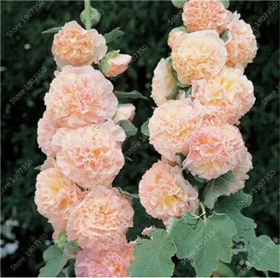 Ponak 100 Stück Doppel-Malve Alcea rosea Blumensamen für schöne Gartencreme von Ponak