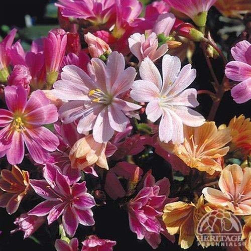 Ponak 100 Stück gemischte Lewisia Sunset Strain Blumensamen von Ponak