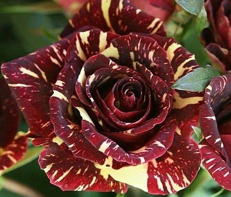 Ponak Fresh 10 Stück Marron Cream Abrakadabra Rose Blumensamen von Ponak
