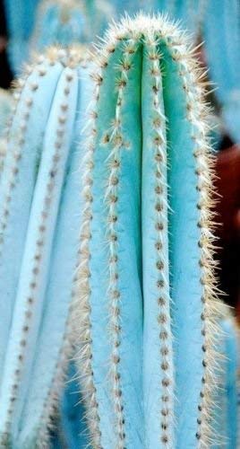 Ponak Fresh 10 Stück blaue Pilosocereus pachycladus Pflanzensamen von Ponak