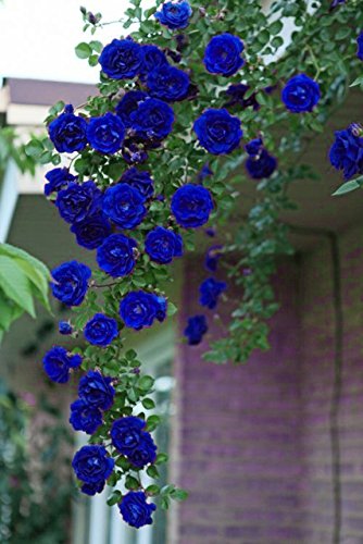Ponak Fresh 100 Stück Blaue Kletterrose Blumensamen von Ponak