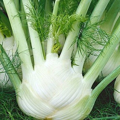 Ponak Fresh 100 Stück weiße Florentiner Fenchel-Gemüsesamen Ponak Fresh 100 Stück weiße Florentiner Fenchel-Gemüsesamen von Ponak