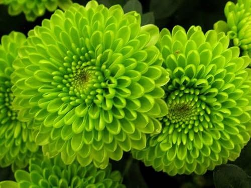 Ponak Neu 100 ST Chrysanthemen-Blumensamen grün von Ponak