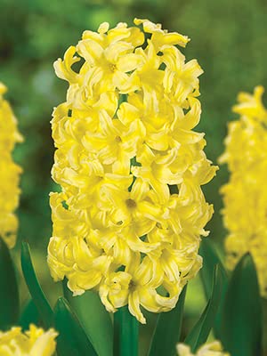 Ponak Neu Hyazinthe Blumensamen 20 Stück Gelb von Ponak