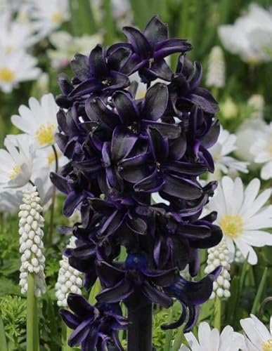 Ponak Neu Hyazinthe Blumensamen 20 Stück Schwarz von Ponak