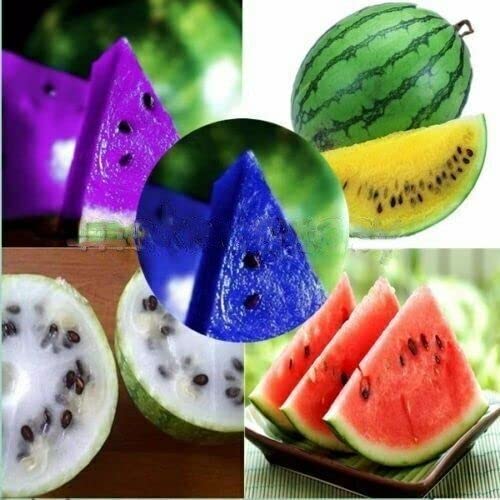 Ponak Neu Wassermelonenfruchtsamen 20 Stück Mehrfarbig von Ponak